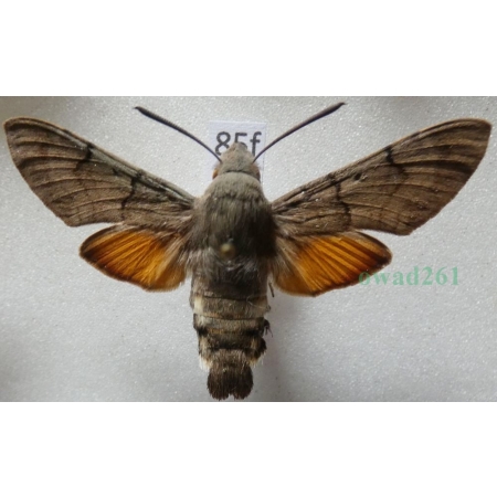 Macroglossum stellatarum (Linnaeus, 1758) Fruczak gołąbek Czech85f